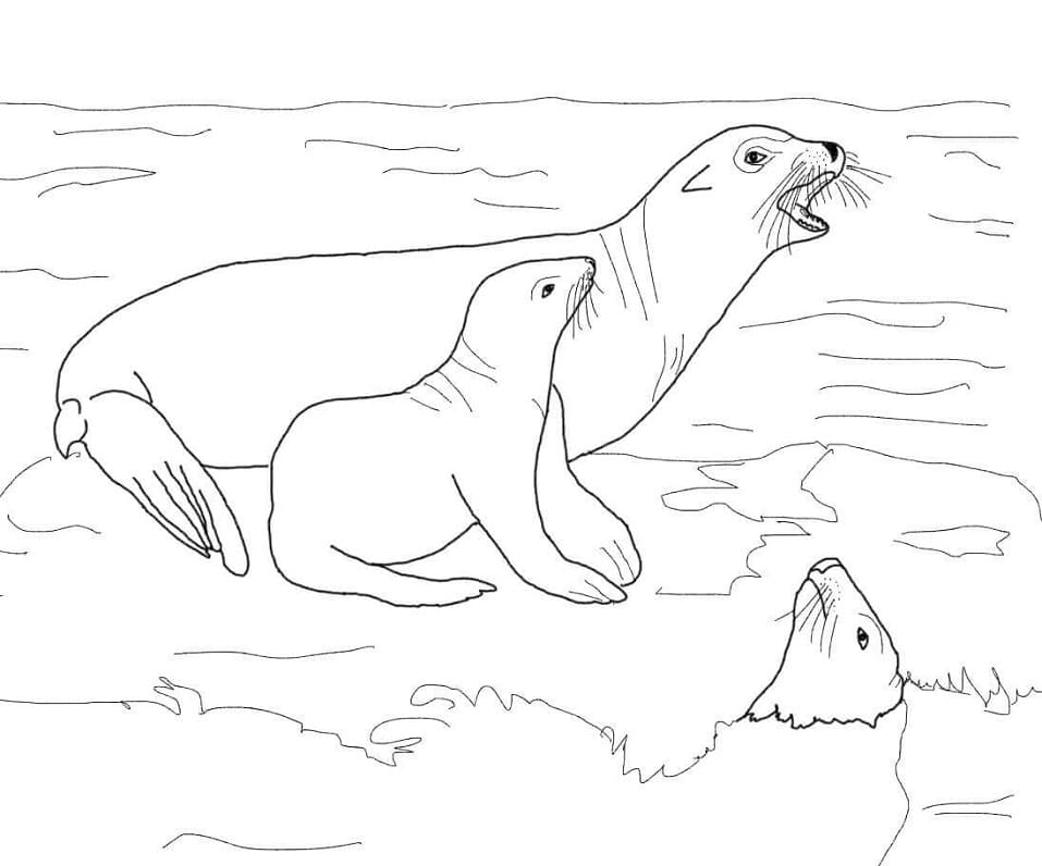 Sea Lions Coloring Game Sea Lions