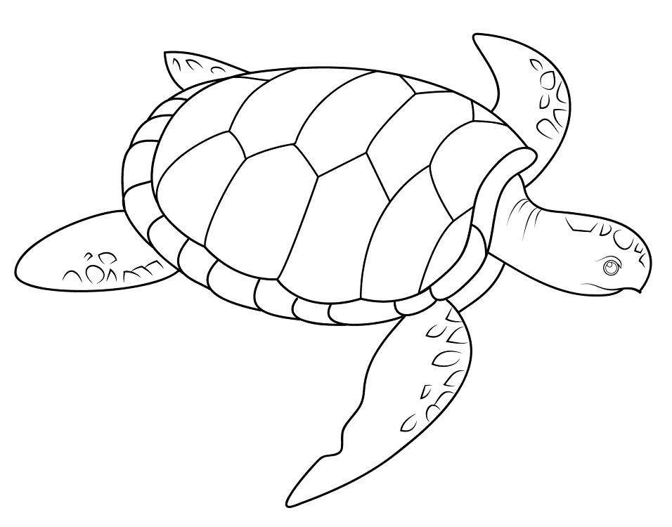 Sea Turtle Coloring Games - ColoringGames.Net