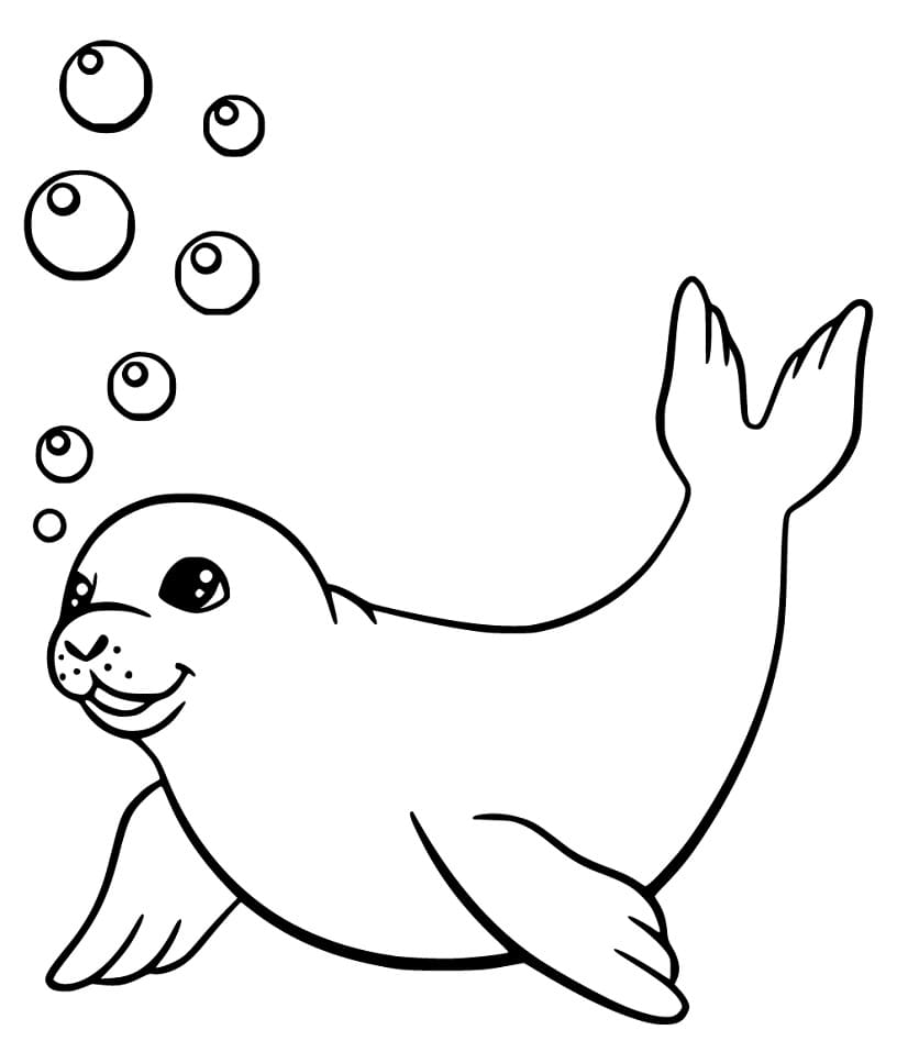 Seal Swimming