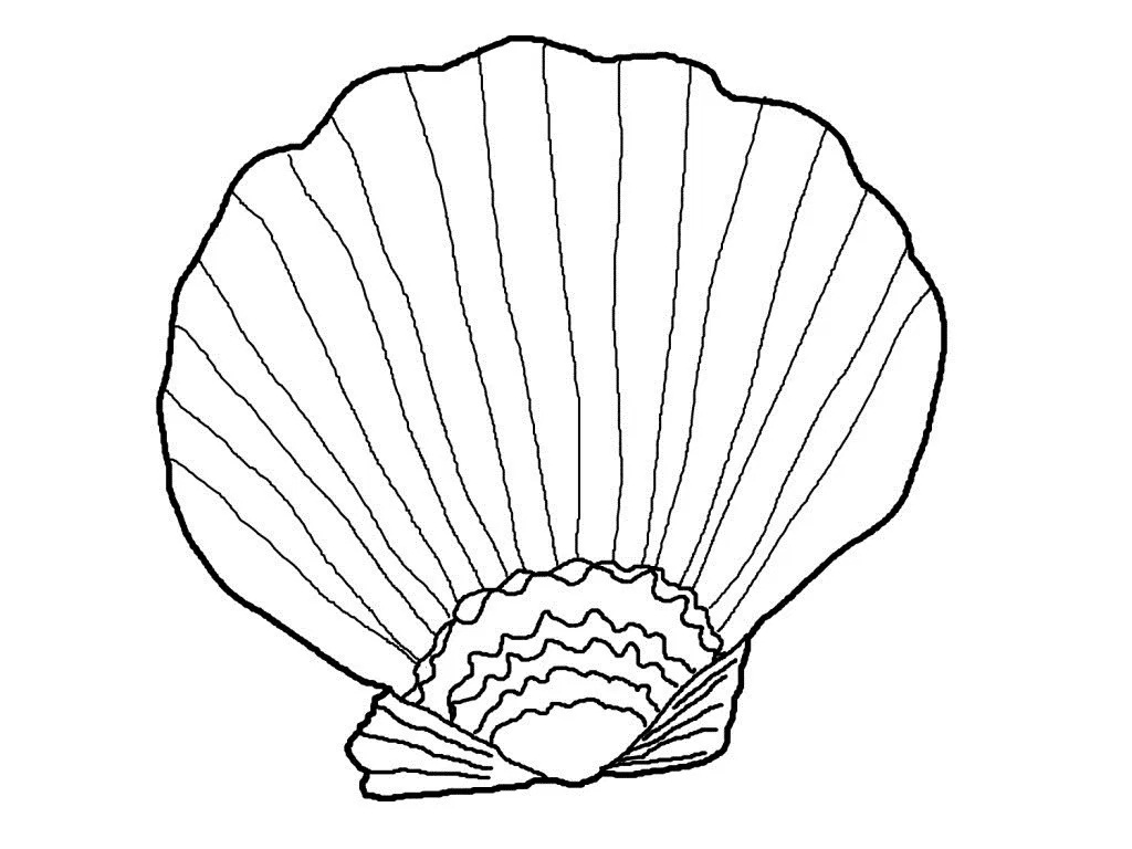 Seashell