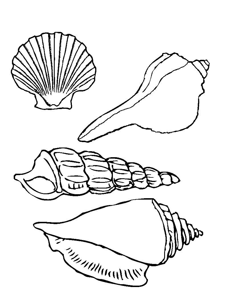 Seashells