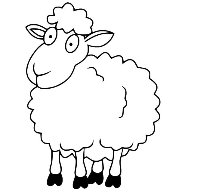 Sheep basic