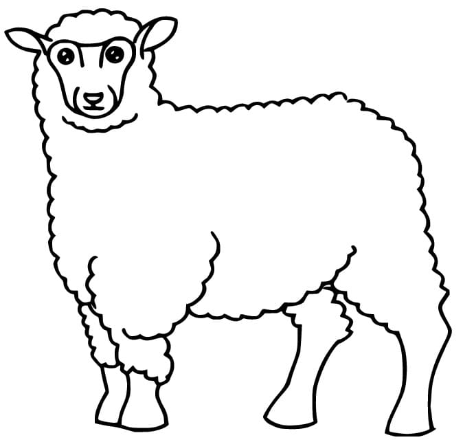 Sheep simple