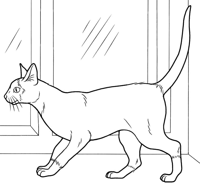 Siamese Cat 1 Coloring Game Siamese Cat 1