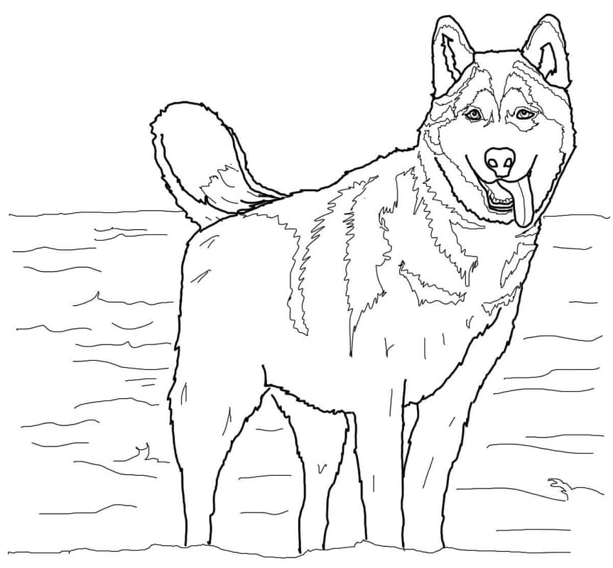 Siberian Husky Coloring Game Siberian Husky