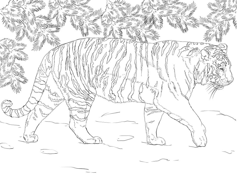 Siberian Tiger