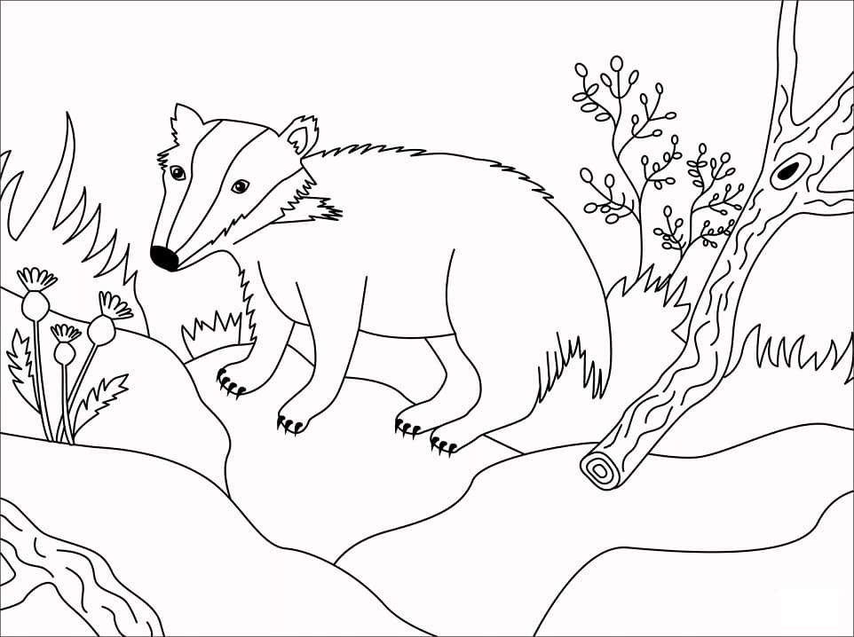 Simple Badger Coloring Game Simple Badger