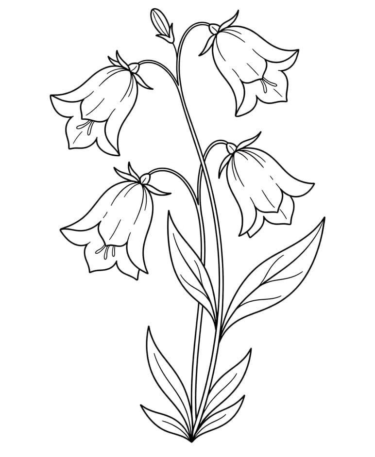Simple Bellflower