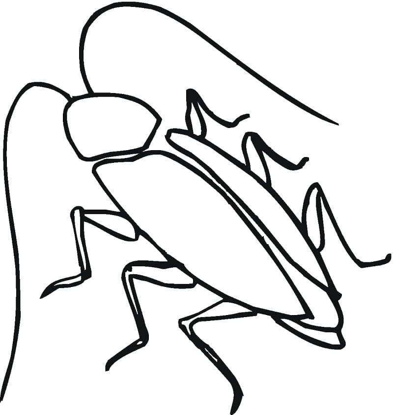 Simple Cockroach Coloring Game Simple Cockroach