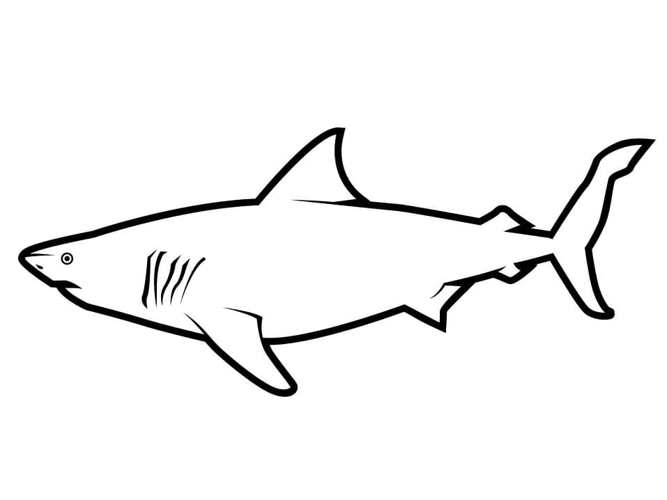 Simple Great White Shark Coloring - Play Free Coloring Game Online