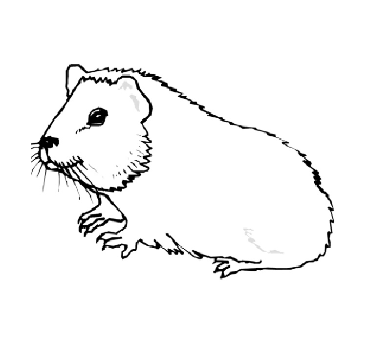 Printable Guinea Pig Coloring - Play Free Coloring Game Online