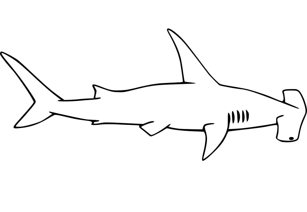 Simple Hammerhead Shark Coloring Game Simple Hammerhead Shark