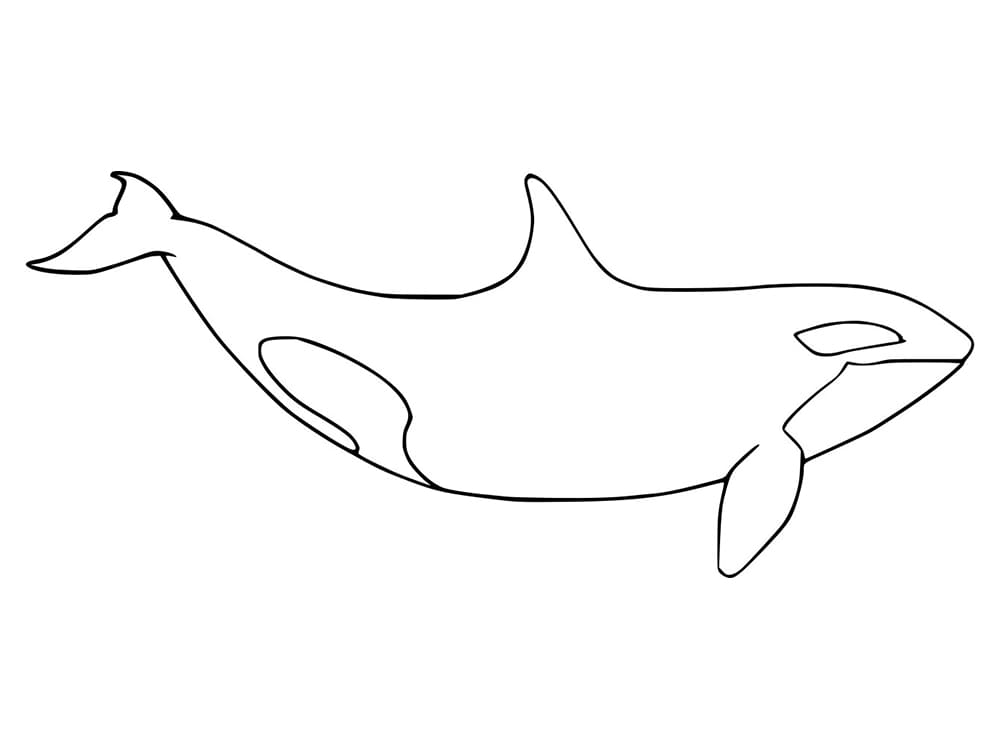 Simple Killer Whale