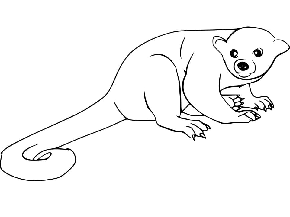 Simple Kinkajou