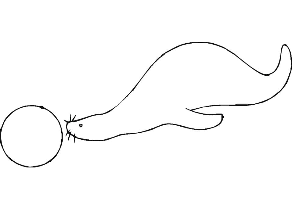 Simple Sea Lion Coloring Game Simple Sea Lion