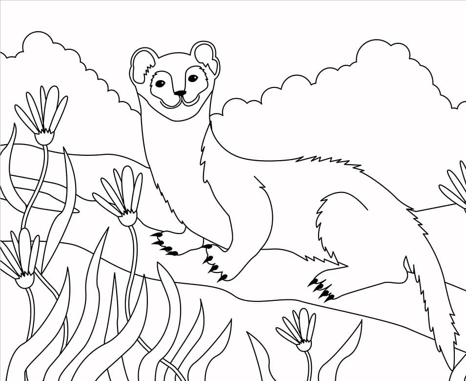 Simple Weasel Coloring Game Simple Weasel