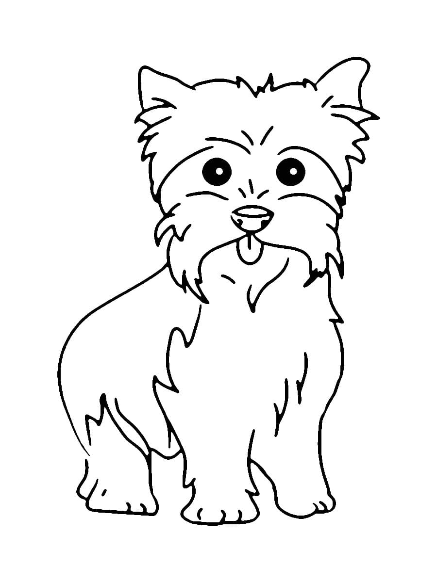 Simple Yorkie