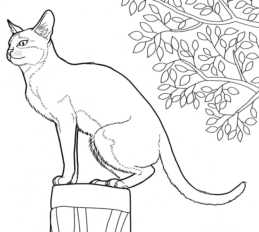 Singapura Cat Coloring Game Singapura Cat
