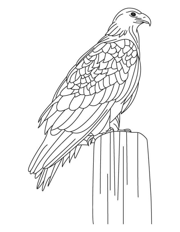 Siting Eagle Coloring Game Siting Eagle