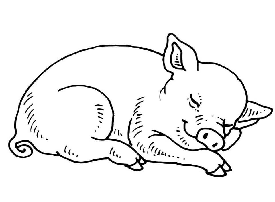 Sleeping Baby Pig Coloring Game Sleeping Baby Pig