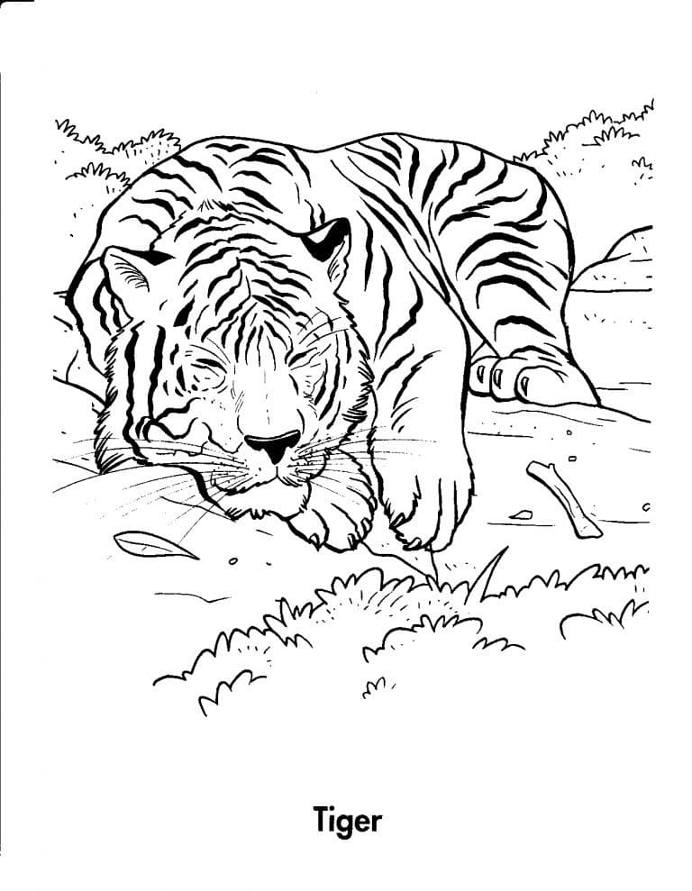 Sleeping Tiger
