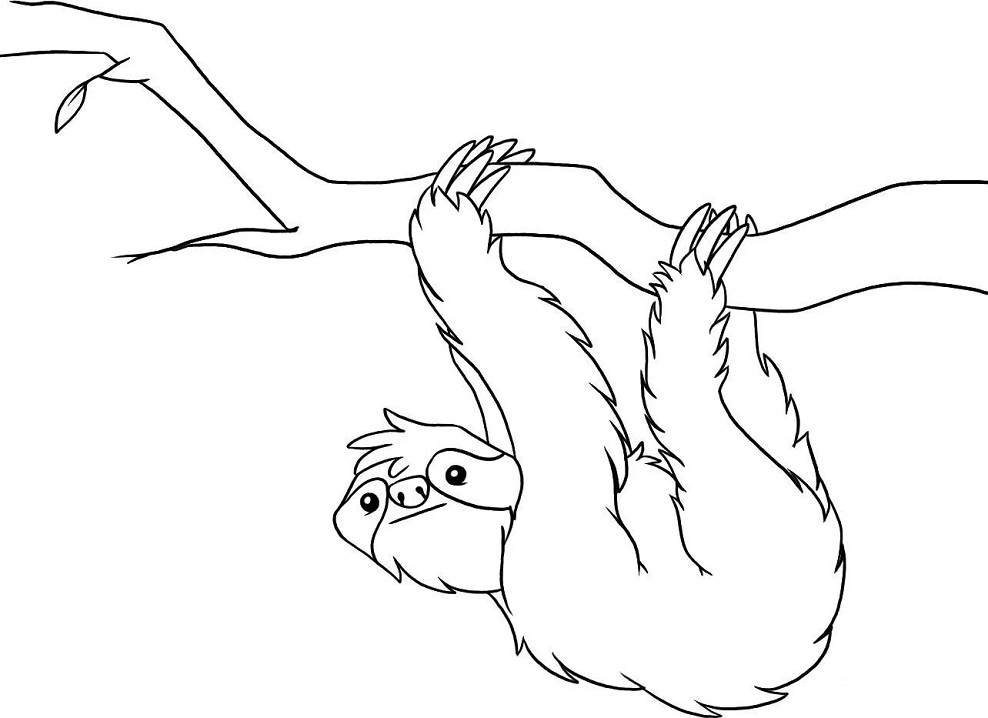 Sloth