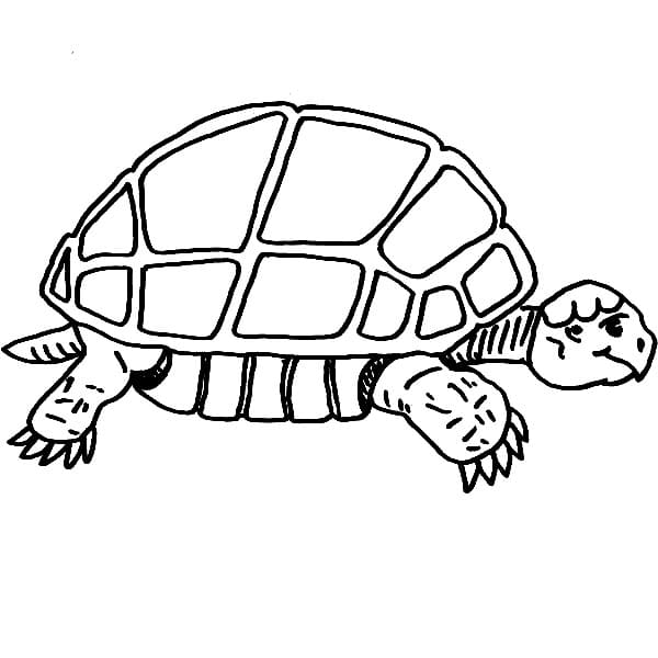 Slow Turtle Coloring Game Slow Turtle