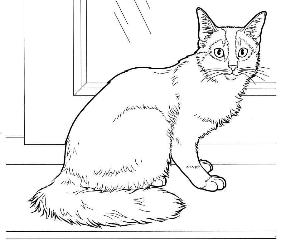 Somali Cat Coloring Game Somali Cat
