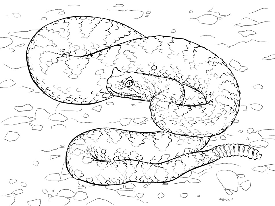 Sonoran Desert Sidewinder Coloring Game Sonoran Desert Sidewinder