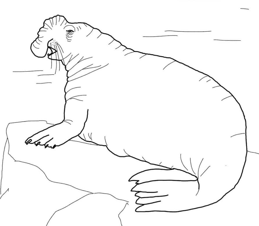 Southern Elephant Seal