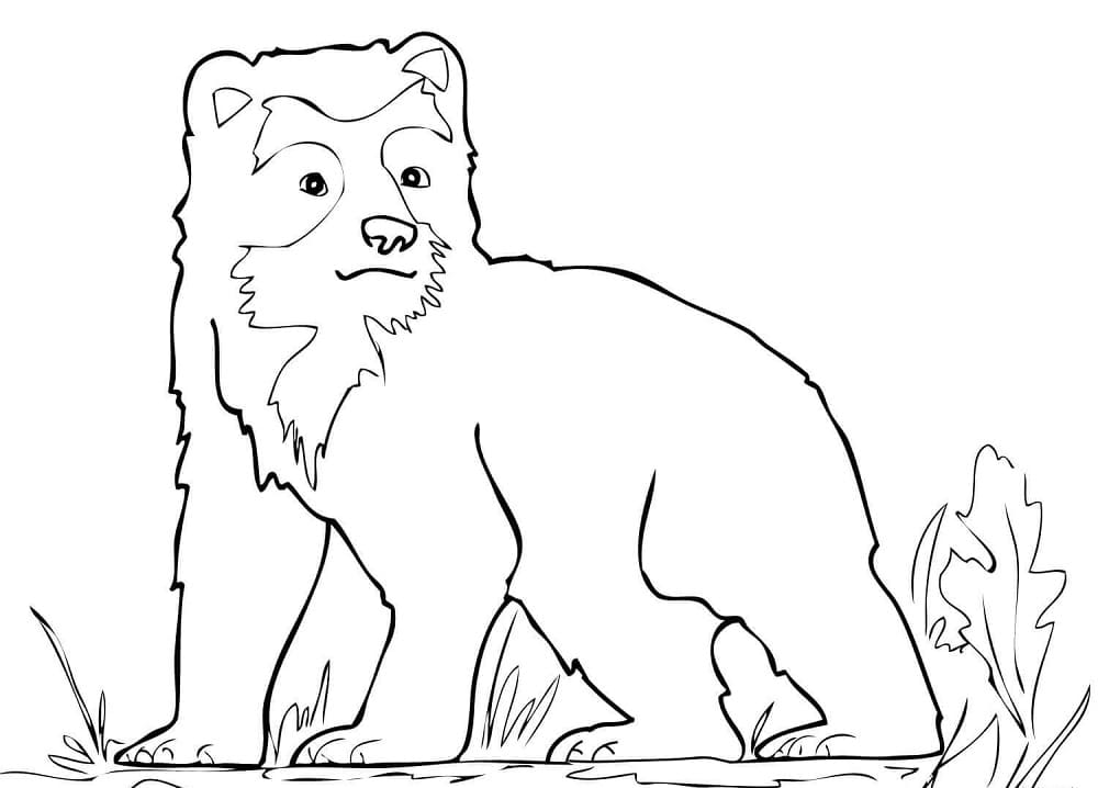 Spectacled Bear Cub Coloring Game Spectacled Bear Cub