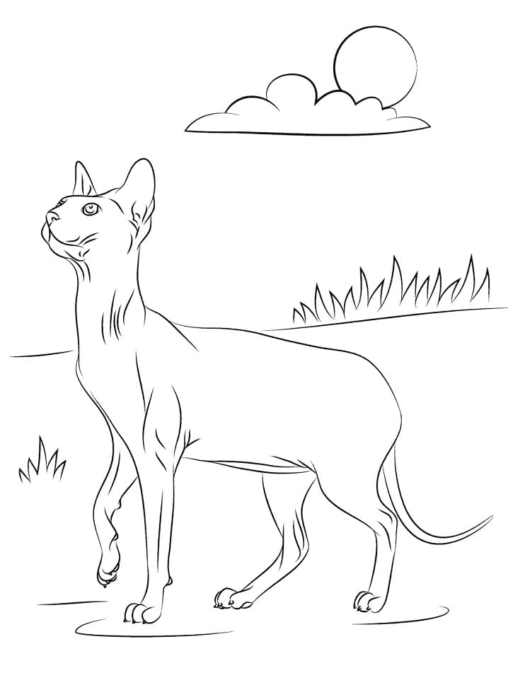 Sphynx Cat Coloring Game Sphynx Cat