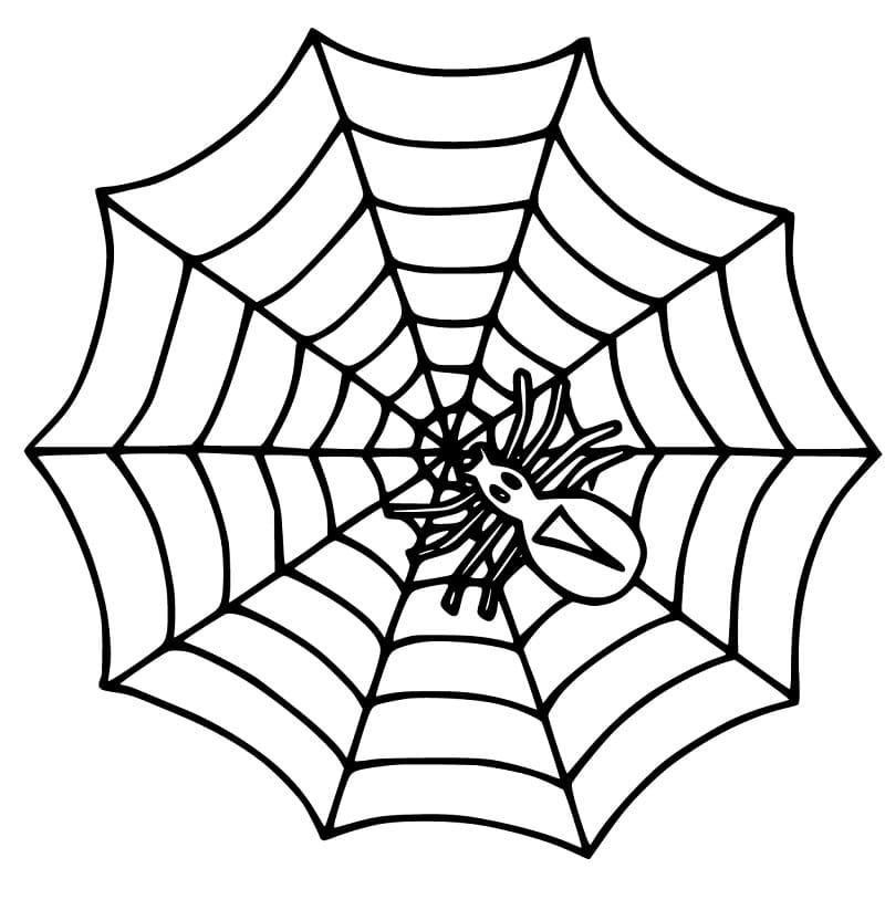 Spider Web 2