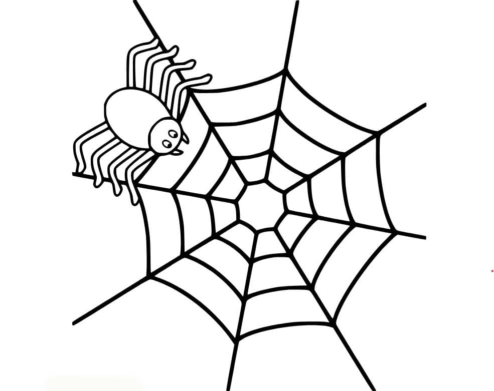 Spider Web Basic