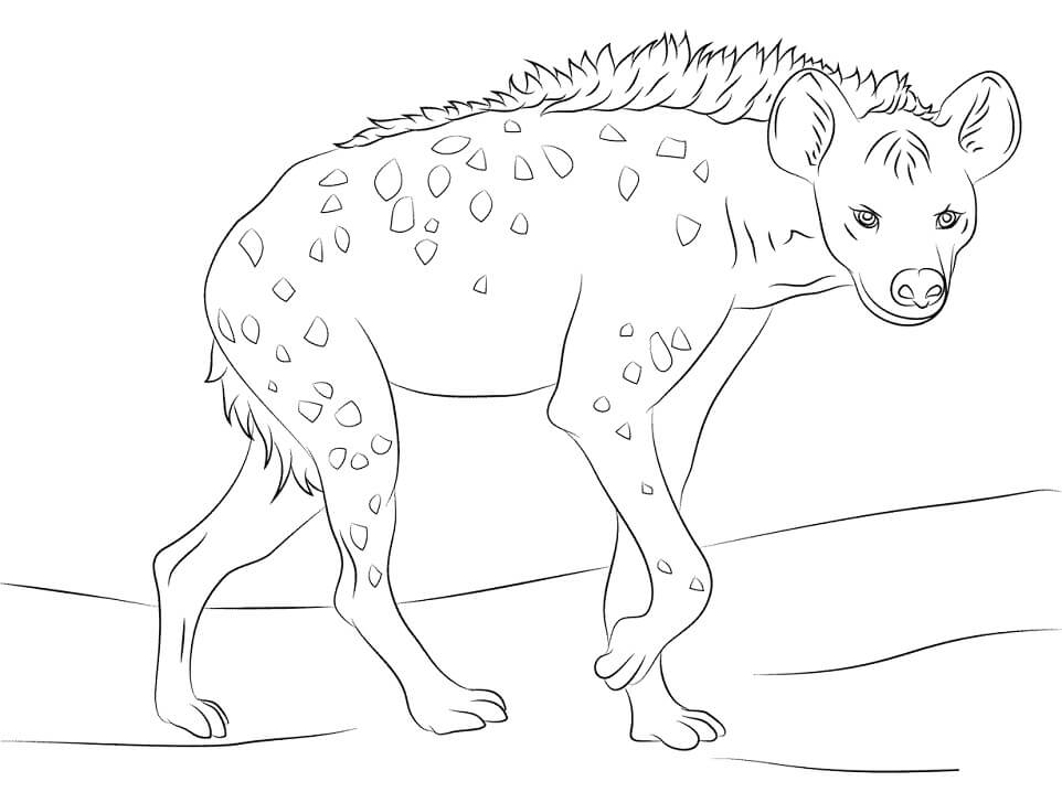 Spotted Hyena 1 Coloring Game Spotted Hyena 1