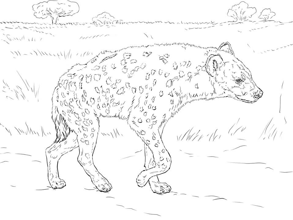 Spotted Hyena Coloring Game Spotted Hyena