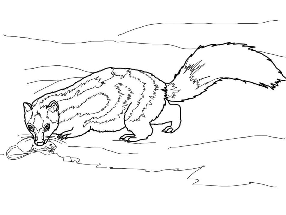 Kawaii Skunk Coloring - Play Free Coloring Game Online