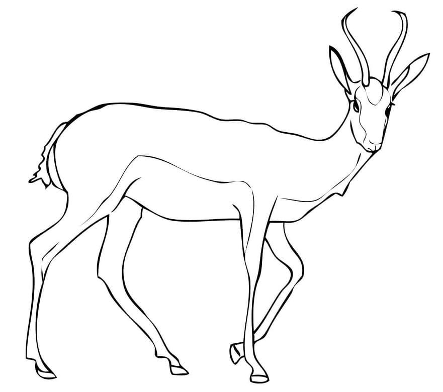 Springbok Antelope
