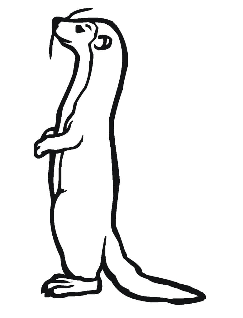 Standing Weasel Coloring Game Standing Weasel