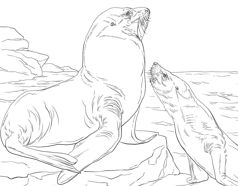 Steller Sea Lions Coloring Game Steller Sea Lions