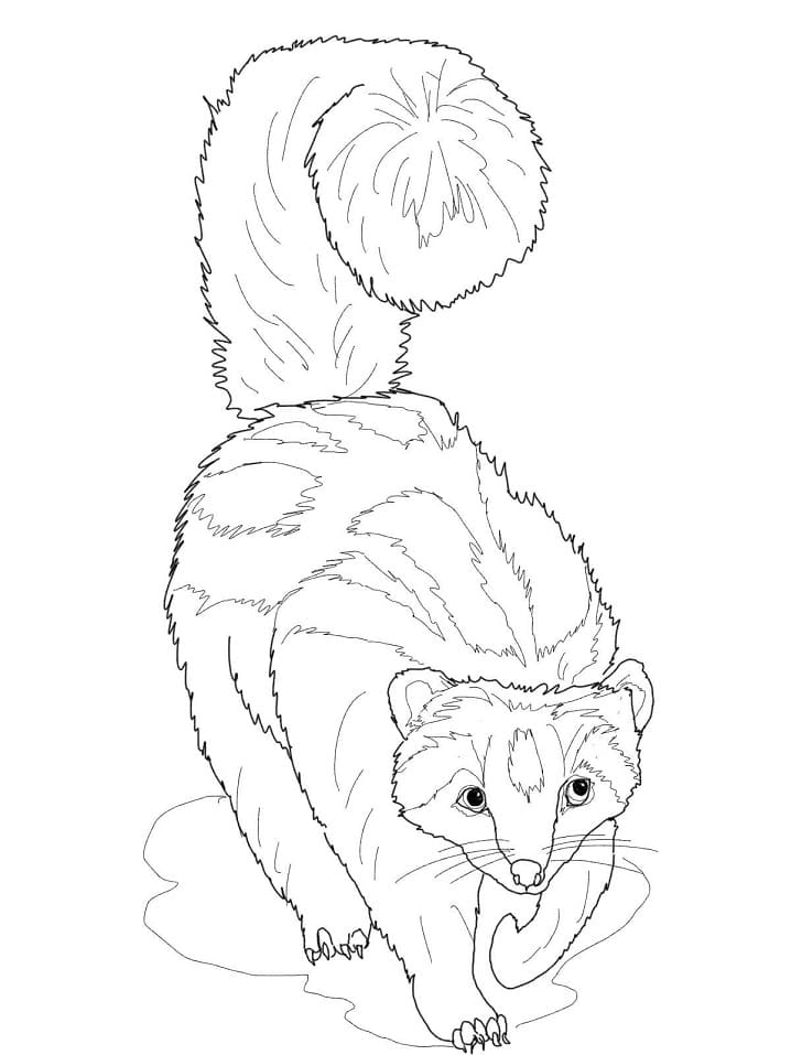 Striped Ferret Coloring Game Striped Ferret