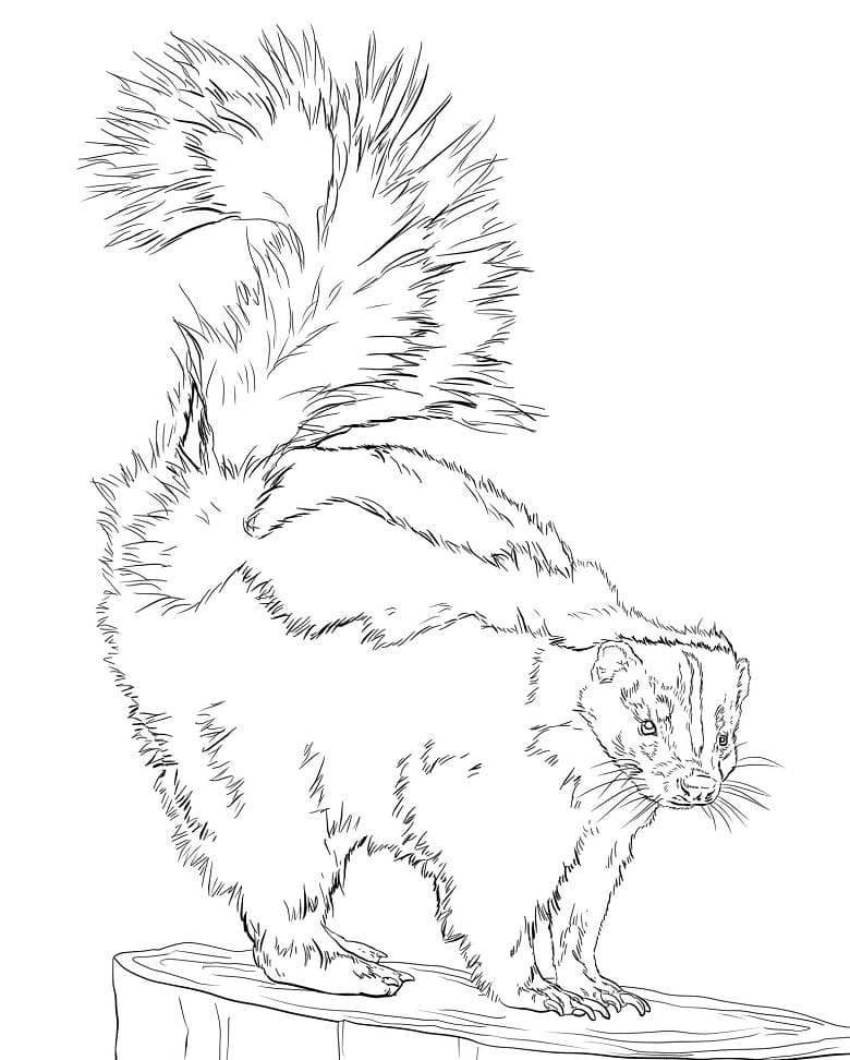 Striped Skunk