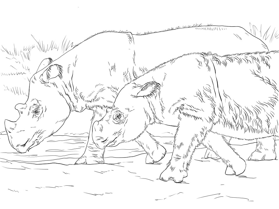 Sumatran Rhinos Coloring Game Sumatran Rhinos