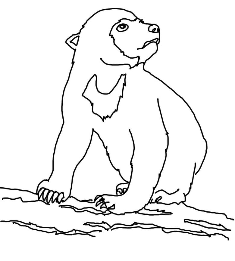 Sun Bear Cub Coloring Game Sun Bear Cub