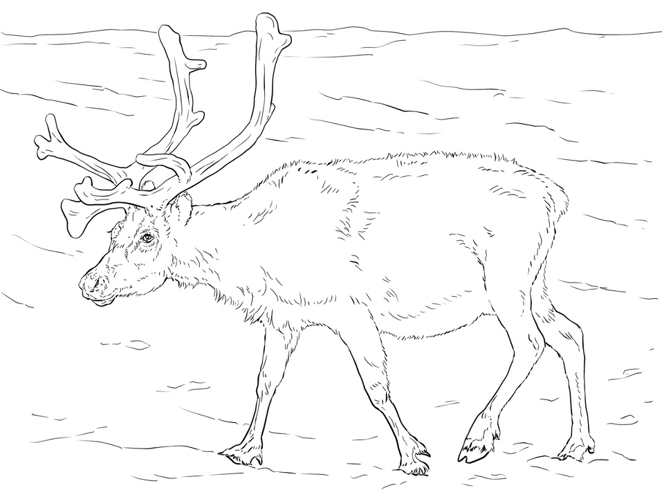 Svalbard Reindeer