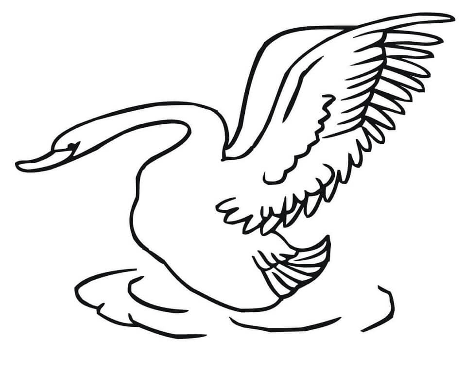 Swan Taking Off Coloring Game Swan Taking Off