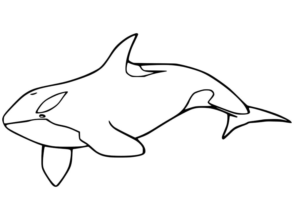 Swimming Killer Whale