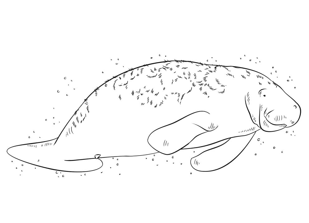 Swimming Manatee