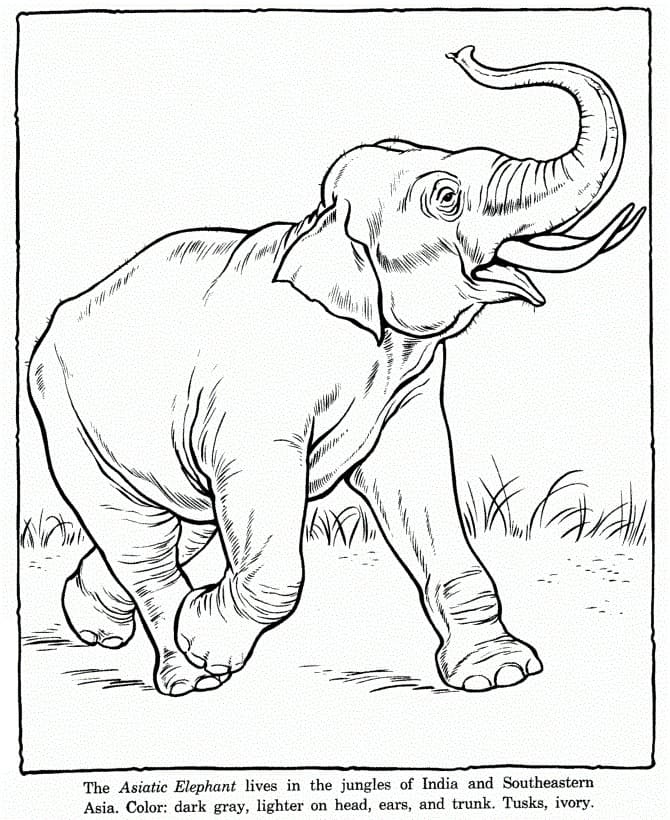 The Asiatic Elephant