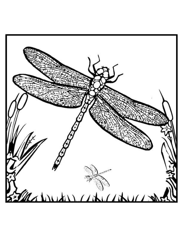 The Dragonfly Coloring Game The Dragonfly